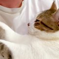 甘えん坊すぎるネコ→頭を撫でていたら、要求がエスカレートして…『ま…