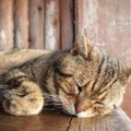 猫が自分の『死期』を感じた時にする行動4つ　猫は「死」を理解しているの？