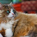 【獣医師監修】ラガマフィンの平均寿命は何年？長生きのポイントや病気を…