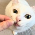 白と黒で色が正反対な『双子の猫』→2匹に『ヒゲ』を近づけてみると…まさか…