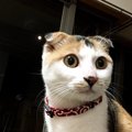 飼い主の寝首をかいてくる猫の気持ち５つ