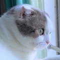 やっぱり完全室内飼いが安心♡意外に狭い猫の外での行動範囲