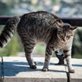 猫が『やんのかステップ』を繰り出すときの原因3つ　敵意を持っている…