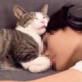 猫が『イケメンの息子と添い寝した結果…』悶絶級の尊すぎる光景が358…