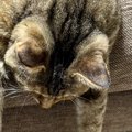 『ソファでくつろぐ猫』を見てみたら…あまりにも『やる気がなさそうな…