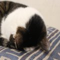 猫の精一杯の『ごめんねサイン』3つ　反省する気持ちはあるの？