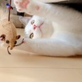 これは譲れニャイ！猫が『こだわりがちな物』６つ