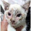 保護されたときは猫風邪がひどかったボロボロの子猫→１年が経過すると…