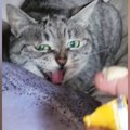 押入れの中にいる『元野良猫』→おやつをあげると…繰り返される『ツンデレ…