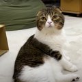 『入れない…』箱に入れなくて切ない表情の猫さんが可愛い♡