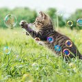 猫と『遊ぶときに守りたいルール』5選　頻度や時間はどれぐらいがいいの？