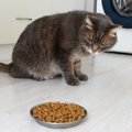 猫の『偏食』が引き起こす健康トラブル3選　きちんと食べてもらうため…