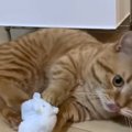 マイペース過ぎる猫ちゃんに癒される♡