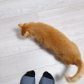 『撫でてほしい猫』→足元まで来ると…わかりやすすぎる『アピールの仕…