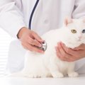 猫が『腹痛』を訴えているサイン3選　見逃せない仕草や取るべき対処法