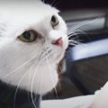 マッサージのお礼をする優しい猫ちゃん♡