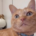 抱っこ大好きな猫のために『アイテム』を作成した結果…予想の斜め上すぎる…