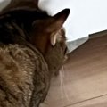 ふと見ると、冷蔵庫の下を『じっと見つめていた猫』……嫌な予感がする瞬間…