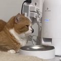 自動給餌器の前でスタンバイしていた猫…ごはんが出てきた瞬間の『まさ…