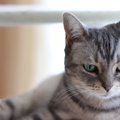 猫が「寂しいにゃ…」と思っている時の行動4つ！不満を増やさないため…