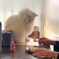 家族の朝食中、そばで見守る白猫→自分のご飯のもとへ移動して…驚きの『賢…
