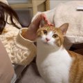 飼い主の彼女が来て大興奮の猫たち…突然すぎる『まさかの塩対応』が面…