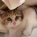 『真夜中に突然やってきた子猫』を緊急保護…"困り顔"に涙が…