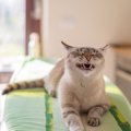 猫がため息をつく理由は？意味や気持ちを4つ解説