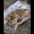 イタズラの現行犯！捕まった猫さんがツイッターで波紋を呼ぶ