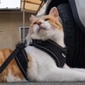 朝５時に目を覚ました元野良猫→日課の散歩に出かけると、大好きなおっちゃ…