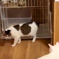 暴れまくる新入りに注意したボス猫→翌日から様子がおかしくなり…予想…