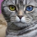 ホレそう…♡猫の『カッコよさ』がにじみ出る行動5つ　猫もカッコつける…