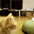 雷ピカッ！リアクションが三者三様な猫ちゃんたち