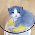 223g→5.2kgに！立派に育った猫の成長記録にツイッター民感動！