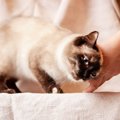 愛猫がゴンッと『頭突きをしてくる』意味は？不思議な仕草に秘められた、…