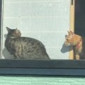 帰宅したら窓辺でくつろぐ2匹の猫が…クラクションで『イタズラ』した結果→…