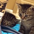 『捨てられていた2匹の赤ちゃん猫』を家族に迎えてから9年…成長の記録…