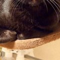 人嫌いだった保護猫が今では『変顔』を見せてくれて…かわいすぎる表情に「…