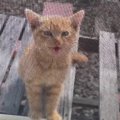 網戸越しに『家の中を覗き込んできた子猫』を家族に迎えた結果…２ヶ月…