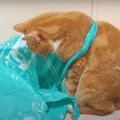 『にゃんてこった！』間違えても動じない猫ちゃん