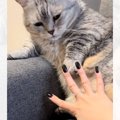 手を広げて『パー』をした猫→ママも真似して手を広げたら…まさかの『…