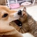 柴犬と『保護して3日目の子猫』が遊んでいたら…思わぬアクシデントが1…