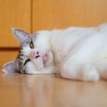 あるある！猫が面白い顔をしている瞬間5選