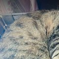 箱でくつろぐのが好きな2匹の猫→ふと見たら、『同じポーズ』で…悶絶級…