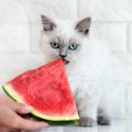 猫に『スイカ』が良いとされる理由4つ　与えるときの注意点も合わせて…