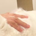 撫でてほしくて飼い主におしりを向けていた猫→『表情』を見ると…可愛すぎ…