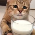 子猫が『牛乳』を見たら…奪おうとする姿が"ガチすぎる"と49…