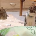 リビングに布団を敷いて仮眠…のはずが、猫たちが集まってきて…『とんでも…