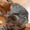 猫がほかの猫のヒゲやマユ毛を噛み切ってしまうのはなぜ？やめさせた…