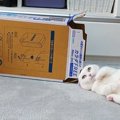 それぞれの遊び方♡箱に対する猫ちゃんたちの反応！